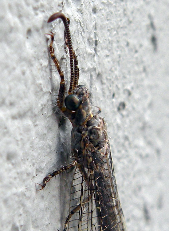 Distoleon tetragrammicus